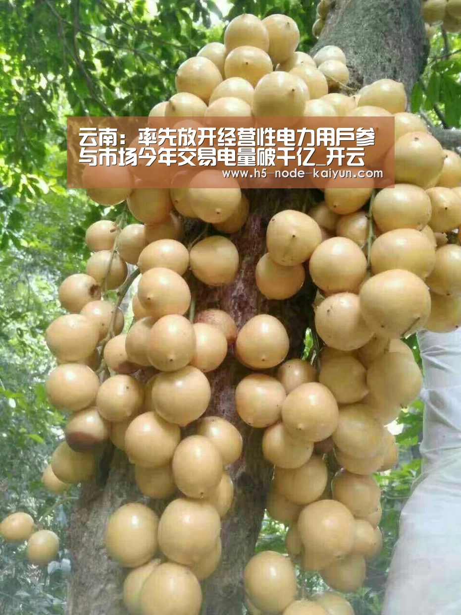 云南:率先放开经营性电力用户参与市场今年交易电量破千亿_开云体育官网